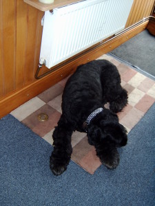 Dogs and narrowboats